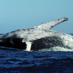 Observação de baleias - Açores